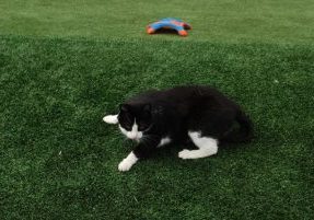 Southwest Greens Seattle Fake Lawn Grass safe for kids and pets with cat