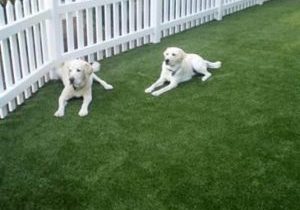 southwestgreens_petturf_05