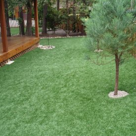 Grass and Lawn