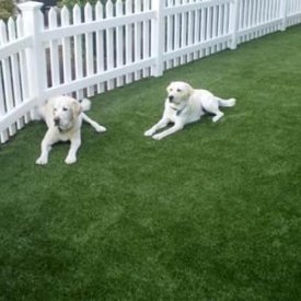 Pet Turf