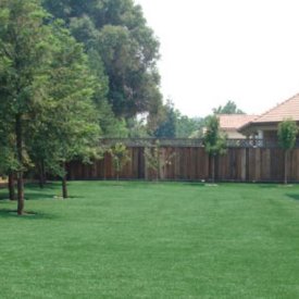 Grass and Lawn