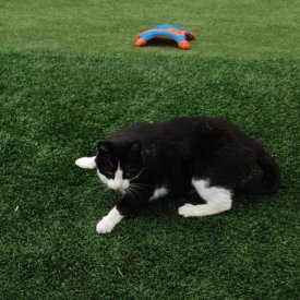 Pet Turf